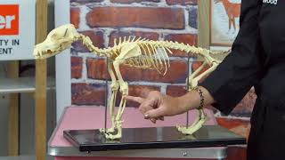 Canine Anatomy and Dog Grooming