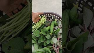 Chaurai, Taroi &amp; Lobhiya Harvesting | Fresh Organic Vegetables from Garden 🌿🥒