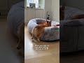 Short leg problems 😂 #corgi #funny #dog