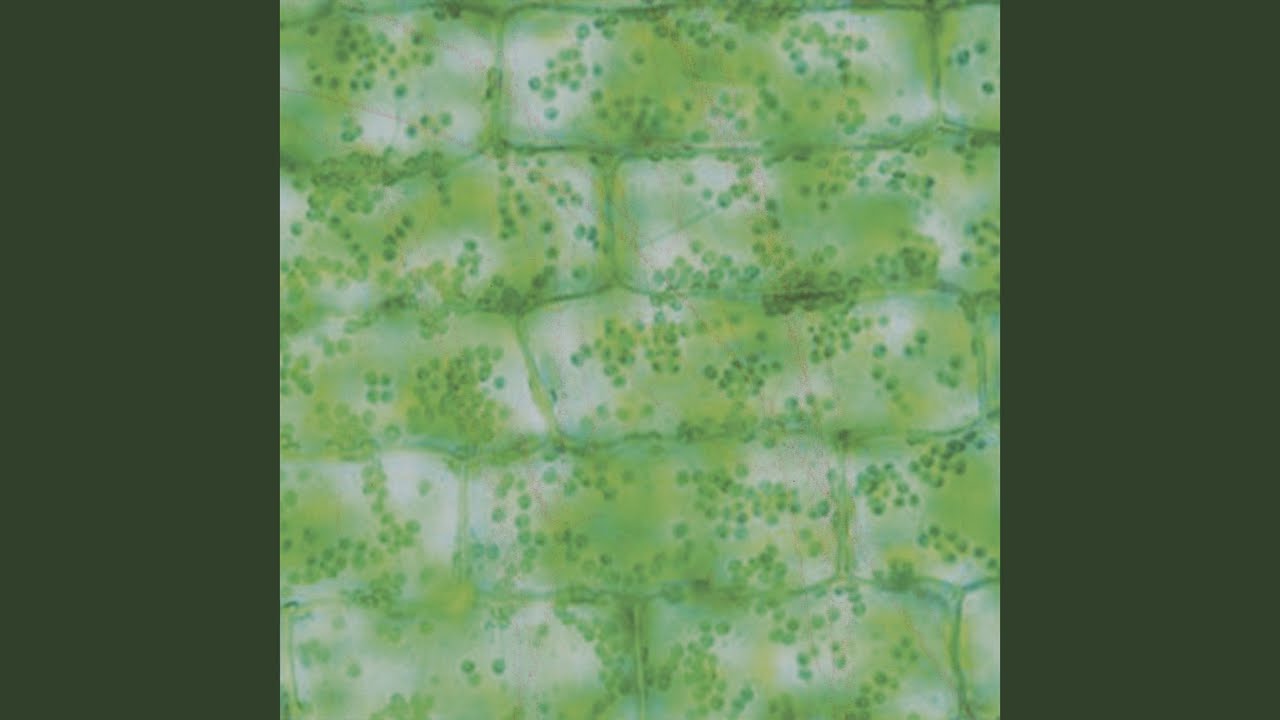 Where Did All of These Chicago Cubs Fans Come From?