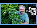 Pansy planting time