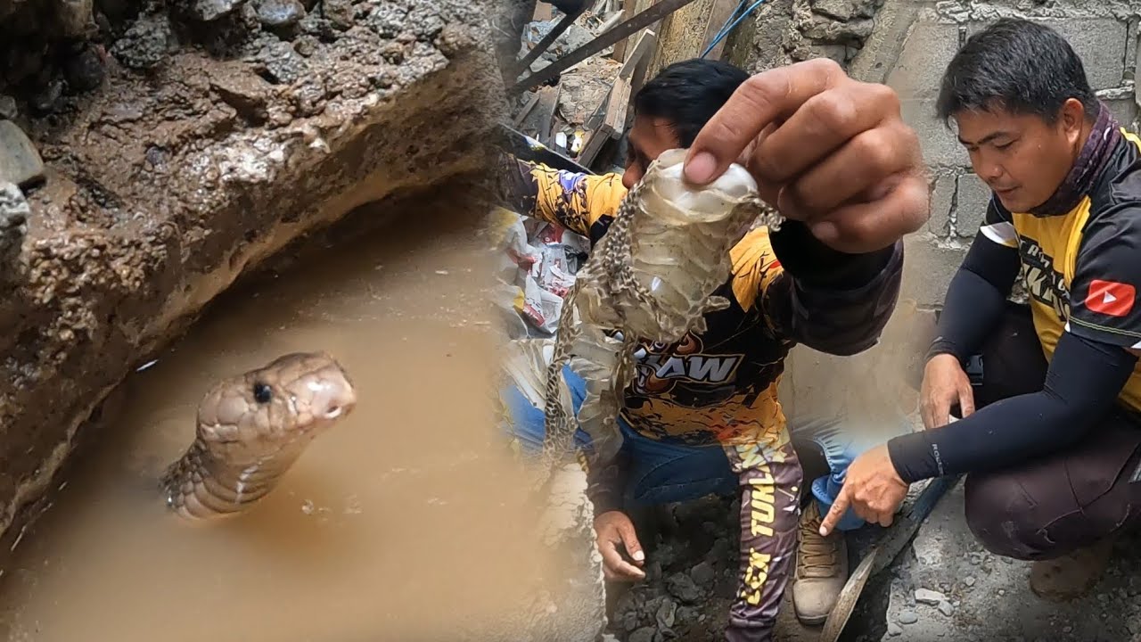 PINATUBIGAN NAMIN ANG LUNGGA NG COBRA HANGGANG LUMABAS