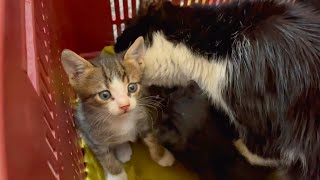 Mother cat forcefully cleans her little kittens, it's so cute