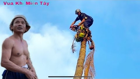 Thoát tim khi Vua Khỉ Miền Tây leo Cưa Cây Dừa cheo cheo leo trên ngọn tại Cai Lậy Tiền Giang