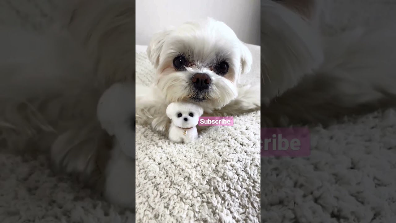 tu online hai | funzoa 