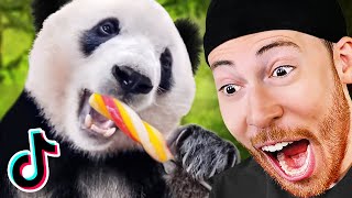 Try Not to Laugh at Exotic Animal Tik Toks