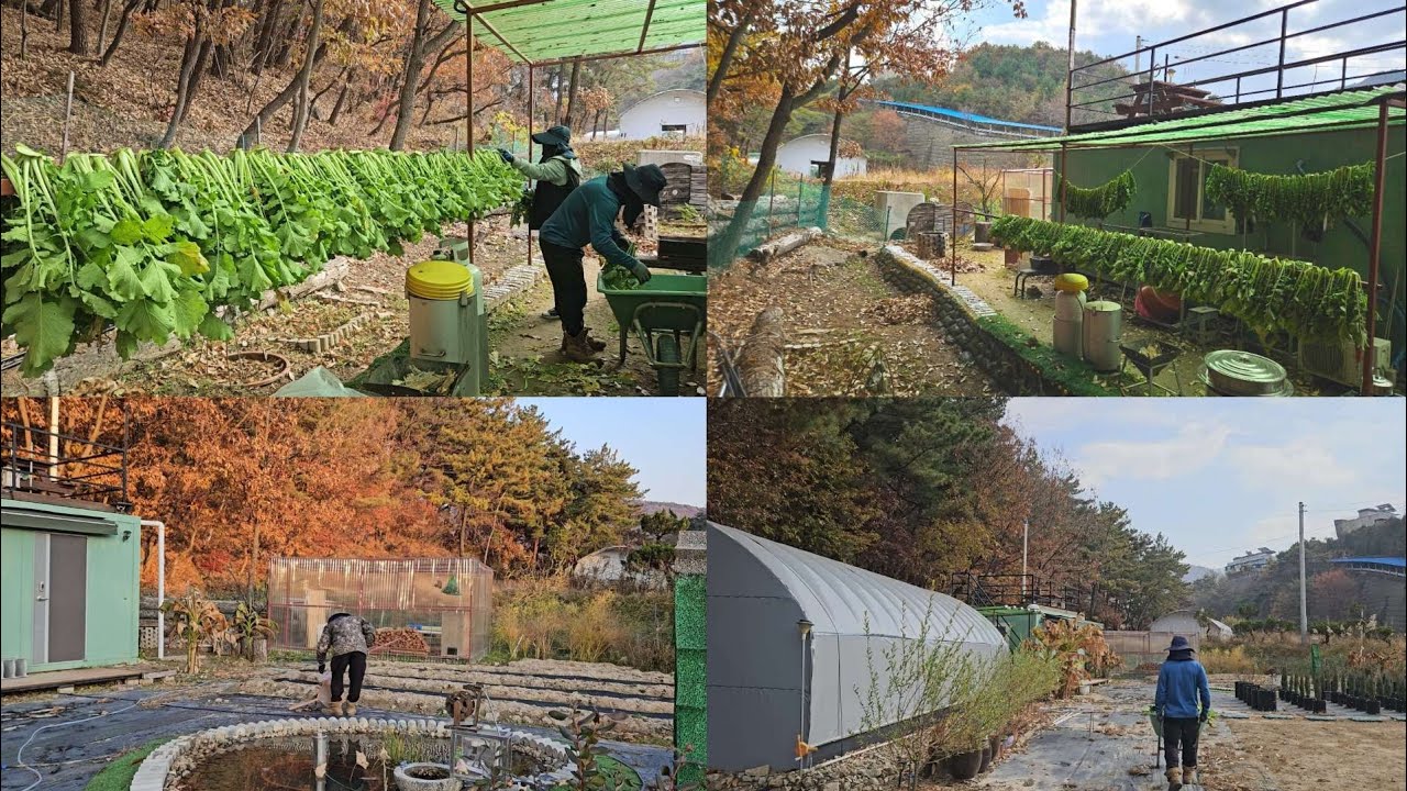 42. 🏡 가을농사 끝‼️무가 이렇게 예쁜데 누가 무다리 같다고 했지...😊 5도2촌 수확의 기쁨 🥰