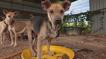 Pak Mie animal shelter. Rest in peace Muhammad Azmi Ismail.