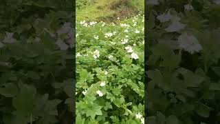 raw video #organic potato field.... mountain people