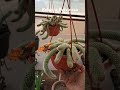 #song #hansika #sachinjigar #mushkil #flowers #gardening #cactusgarden #bollywoodsongs