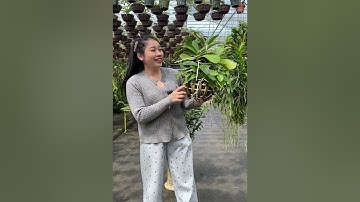 Em báo giá 17 loại hoa lan ⛱️ 039 249 7777 