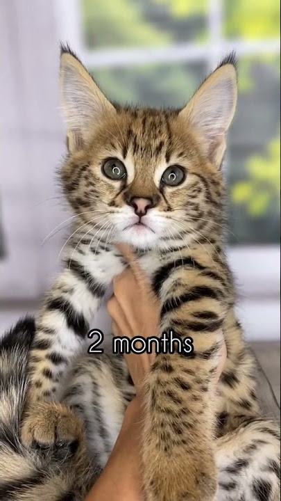 Savannah Cat Growth Documented