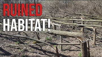 What You Need to Know Before You Start Hinge Cutting for Better Deer Habitat