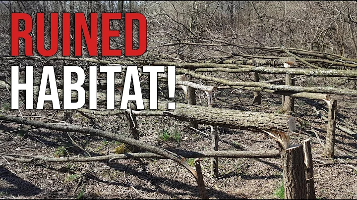 What You Need to Know Before You Start Hinge Cutting for Better Deer Habitat