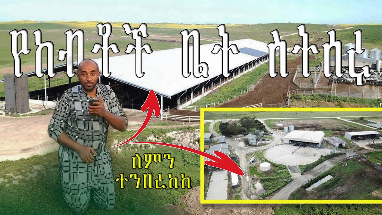 4 የከብቶች ቤት ስትሰሩ ከግምት  ማስገባት ያለባችሁ ነገሮች።