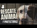 RESCATE ANIMAL y protectoras