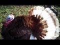 On Hilda's Farm: Our Heritage Chickens, Ducks and Turkeys!