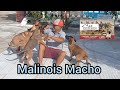 filhotes de Pastor Belga Malinois macho