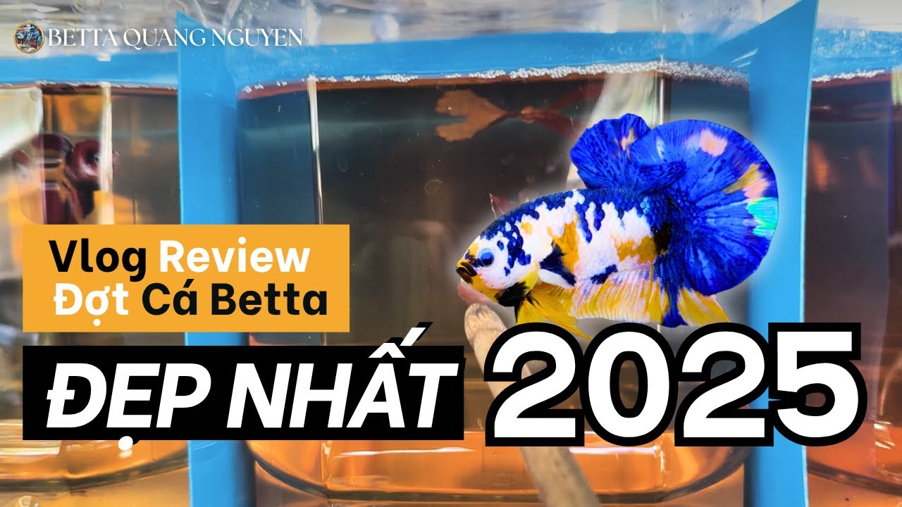 Vlog Review Đợt Cá Betta Đẹp Nhất 2025 Của Trại Cá Betta Quang Nguyễn