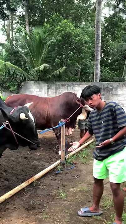 main kerumah wariso yang dulu #wariso