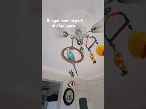 Arada bana dönüp konuşuyor aslanım benim @limonyumm