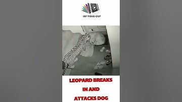 LEOPARD BREAKS IN AND ATTACKS DOG #leopard