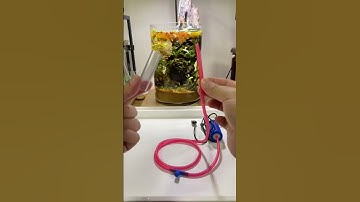 Adding sponge filter to the Low Tech and No Filter Aquarium  #shorts