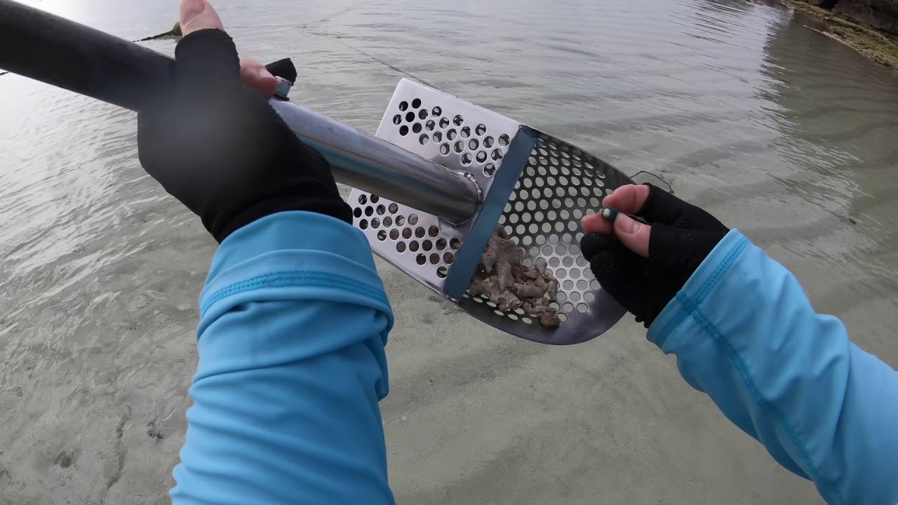 Beach Metal Detecting Equinox 800  - Coin Bonanza!