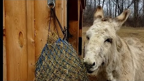 1.5" hole, Shires Equestrian slow feeder hay net review, How to feed Donkeys!