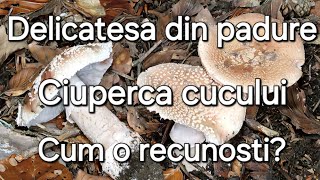 Ciuperca cucului- o delicatesa culinara/Cum o recunosti? specii asemănătoare