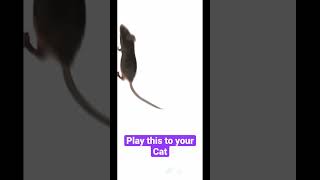 Mouse for cats! Game on screen screenshot 2