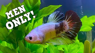 The Perfect Betta Tank For Men! The Manly Betta Tank!