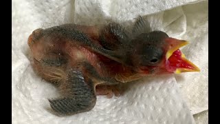 Red Siskin  1 Day Old Baby