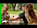 Owl Needs Rehab After Getting Its Leg Stuck | North Woods Law
