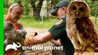 Owl Needs Rehab After Getting Its Leg Stuck | North Woods Law