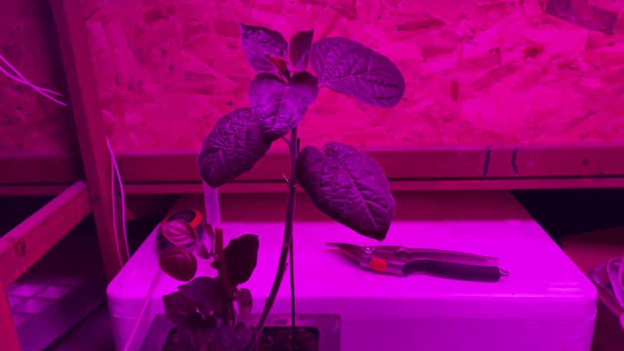 Bitki büyütme ışığı led bitki yetiştirme led