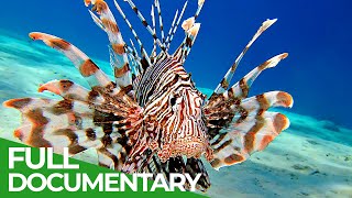 Lionfish  The New Pirates of the Caribbean | Free Documentary Nature