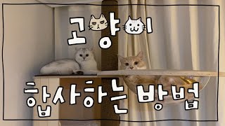 고양이 합사하는 방법 (TIP, 준비물, 주의사항)