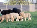 Puppies of mastin espanol in kennel Tornado Erben