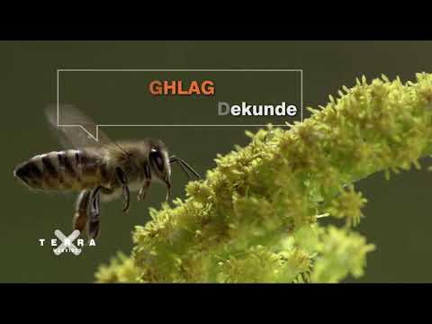 10 feiten over honingbijen gezien door Super HD camera.  Duitstalig. Video van TerraX / ZDF.