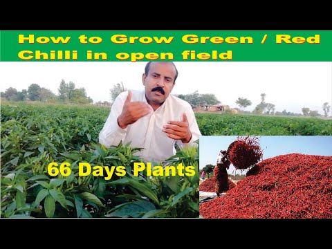 Video: Growing Pepper In The Open Field