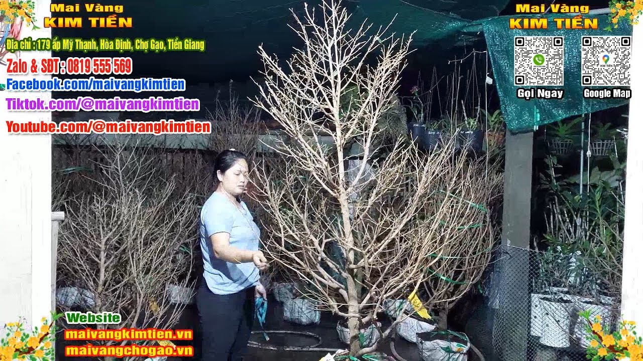 Mai Vàng Nụ Nhiều Đón Xuân Bao Ship Toàn Quốc - Mai Vàng Kim Tiền Chợ Gạo