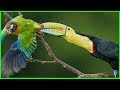 Les toucans sont des prdateurs qui mangent des perroquets   essai vido sur les toucans prdateurs
