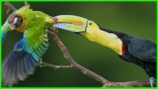Toucans are PREDATORS that EAT PARROTS!! | Predatory Toucans Video Essay