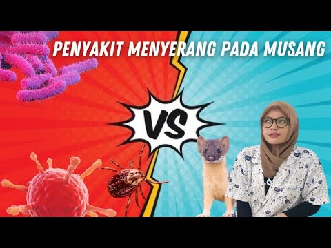 Video: Penyakit Bakteri Pada Musang