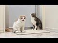 入浴中に猫たちが何してるのか隠し撮りしたらまさかのこうなってました…