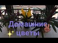 #harizma_ptichka_cv Комнатные цветы много