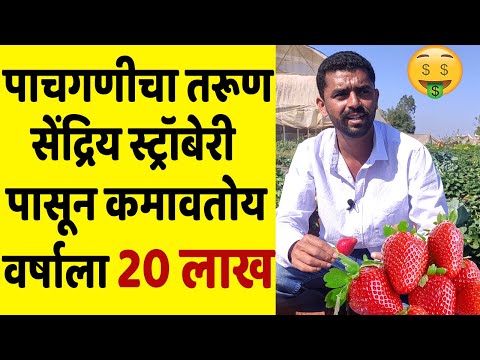 रुपेश गोळे कशी करतात ऑरगॅनिक स्ट्रॉबेरी एकदा पहाच | Organic Strawberry Farming in India | IFE