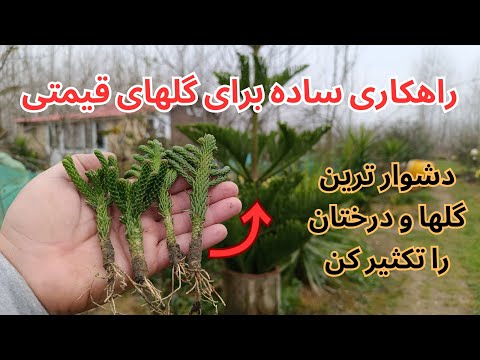 نحوه ریشه دار کردن شاخه های جوان کاج مطبق با این محلول شگفت انگیز است