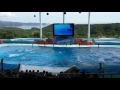 20160707 イルカ ビックオーシャン マリンライブ アドベンチャーワールド
